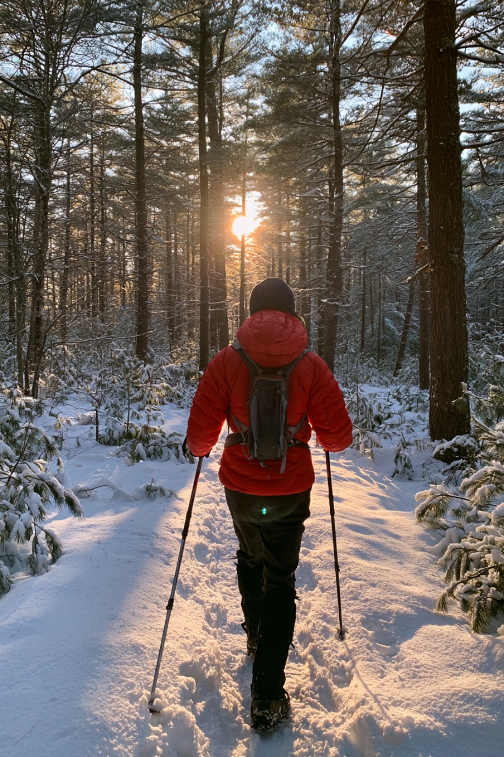 Hiker seen from behind on a snowy pine forest trail in a red insulated jacket with trekking poles